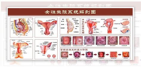 女人洞|解剖学高清图谱 女性生殖系统